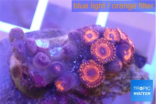 Zoanthus red bam bam 2-3 cm WYSIWYG acclimaté