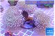 Sarcophyton multi body long white polyps 8-14 cm WYSIWYG acclimaté