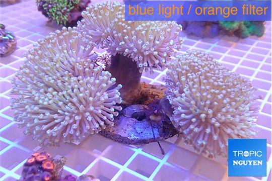 Sarcophyton multi body long white polyps 8-14 cm WYSIWYG acclimaté