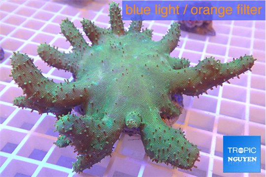 Lobophythum greeny 7-12 cm WYSIWYG acclimaté