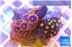 Zoanthus mixed color 2-4 cm WYSIWYG acclimaté