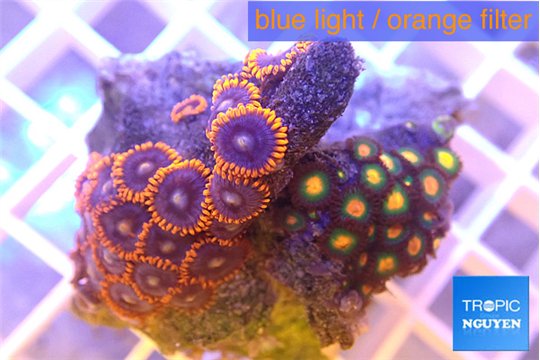 Zoanthus mixed color 2-4 cm WYSIWYG acclimaté