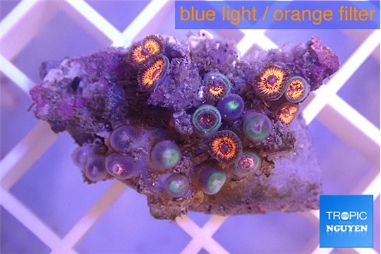 Zoanthus red 2-3 cm WYSIWYG acclimaté