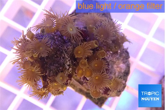 Parazoanthus gracilis yellow polyps 2-4 cm WYSIWYG acclimaté