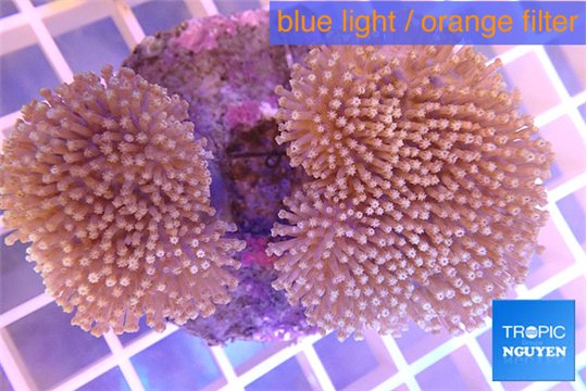 Sarcophyton multi body long white polyps 7-12 cm WYSIWYG acclimaté