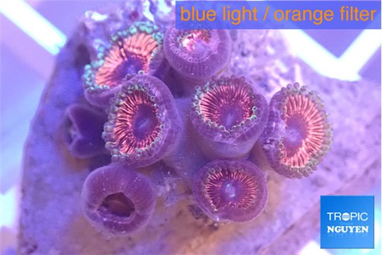 Zoanthus pink zipper 2-4 cm WYSIWYG acclimaté