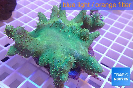 Lobophythum greeny 7-12 cm WYSIWYG acclimaté