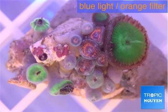 Zoanthus red & Palythoa green 2-3 cm WYSIWYG acclimaté