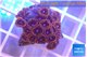 Zoanthus purple red 2-3 cm WYSIWYG acclimaté