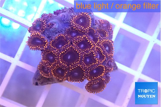 Zoanthus purple red 2-3 cm WYSIWYG acclimaté