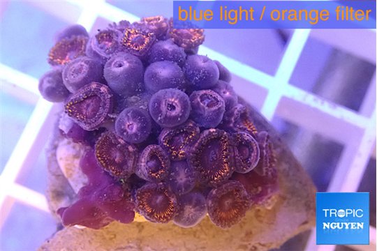 Zoanthus purple red 2-3 cm WYSIWYG acclimaté