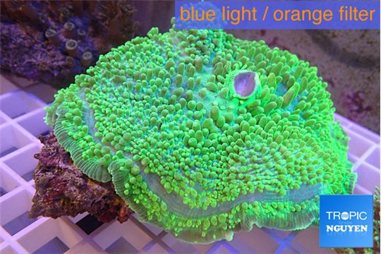 Amplexydiscus fenestrafer green 8-14 cm WYSIWYG acclimaté