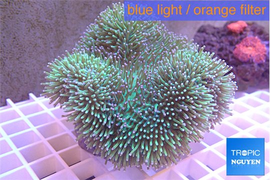 Sarcophyton greeny body & long white tips 7-14 cm WYSIWYG acclimaté