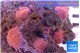 Discosoma red small polyps 5 polyps WYSIWYG acclimaté