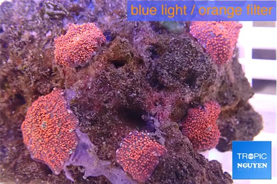 Discosoma red small polyps 5 polyps WYSIWYG acclimaté