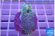 Sarcophyton full neon green polyps Australia 2-4 cm WYSIWYG acclimaté