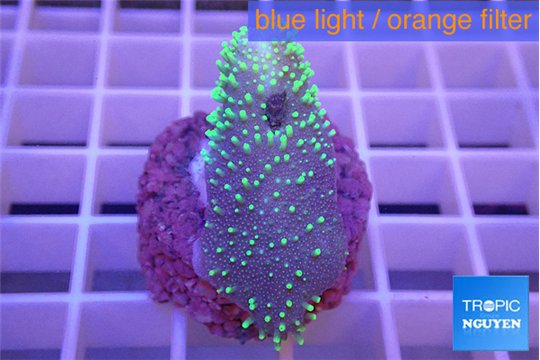 Sarcophyton full neon green polyps Australia 2-4 cm WYSIWYG acclimaté