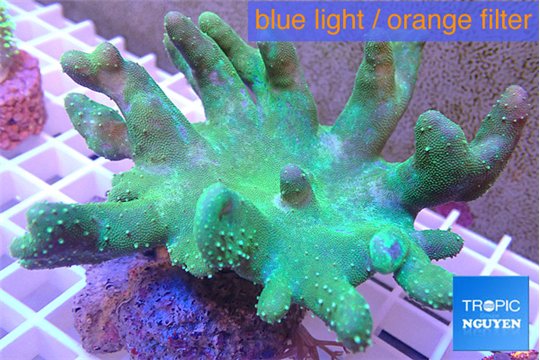 Lobophythum greeny 7-12 cm WYSIWYG acclimaté