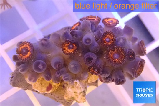 Zoanthus red 3-4 cm WYSIWYG acclimaté