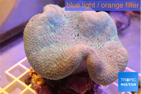 Sarcophyton long polyps 7-12 cm WYSIWYG acclimaté