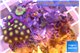 Zoanthus mixed color 4-5 cm WYSIWYG acclimaté