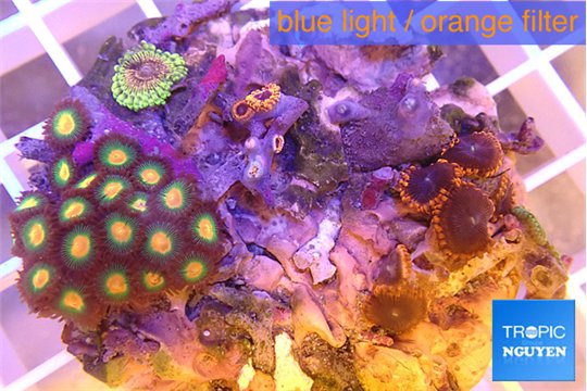 Zoanthus mixed color 4-5 cm WYSIWYG acclimaté