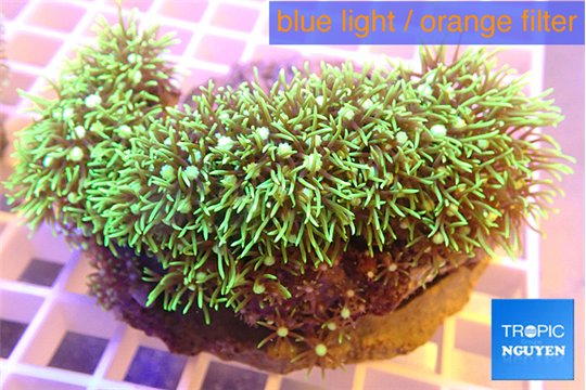 Pachyclavularia green 6-8 cm WYSIWYG acclimaté