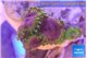 Zoanthus premium 4 polyps WYSIWYG acclimaté