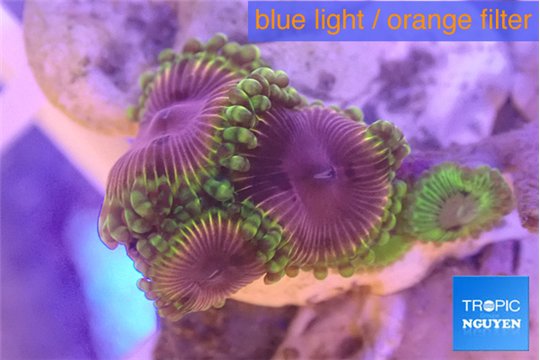 Zoanthus premium 4 polyps WYSIWYG acclimaté