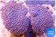 Sarcophyton multi body long white polyps 7-12 cm WYSIWYG acclimaté