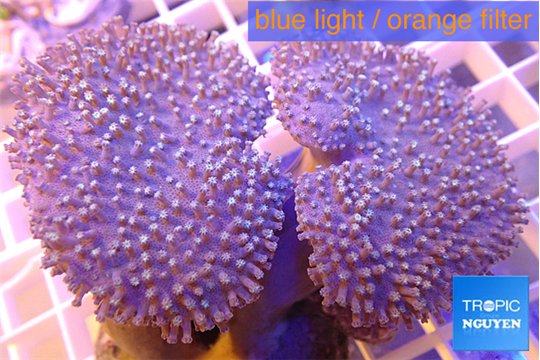 Sarcophyton multi body long white polyps 7-12 cm WYSIWYG acclimaté