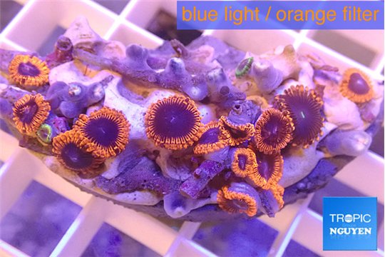 Zoanthus purple red 3-4 cm WYSIWYG acclimaté