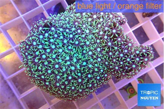 Pachyclavularia green 4-5 cm WYSIWYG acclimaté