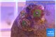 Zoanthus candy 3 polyps WYSIWYG acclimaté