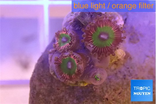 Zoanthus candy 3 polyps WYSIWYG acclimaté