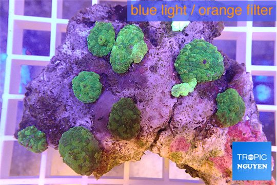 Discosoma green 6-7 cm WYSIWYG acclimaté