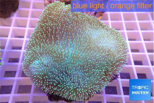 Sarcophyton greeny body & long white tips 7-14 cm WYSIWYG acclimaté