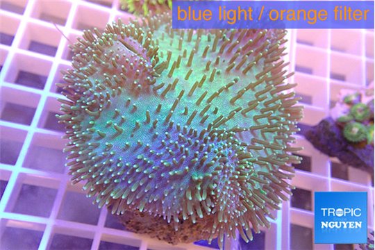 Sarcophyton greeny body & long white tips 7-14 cm WYSIWYG acclimaté