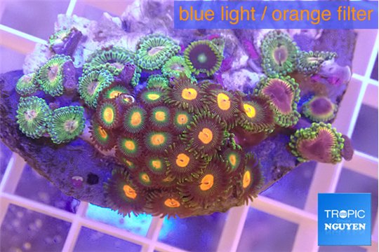 Zoanthus mixed color 3-5 m WYSIWYG acclimaté