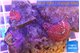 Discosoma red galaxy 3 polyps WYSIWYG acclimaté