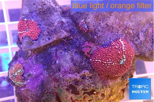 Discosoma red galaxy 3 polyps WYSIWYG acclimaté