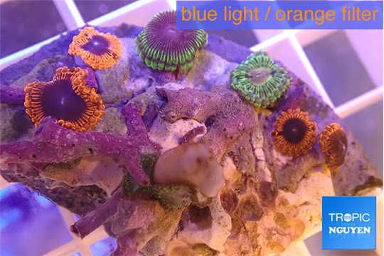 Zoanthus premium mixed color 2-3 cm WYSIWYG acclimaté