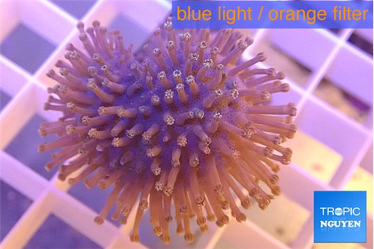 Sarcophyton baby 1-4 cm WYSIWYG acclimaté