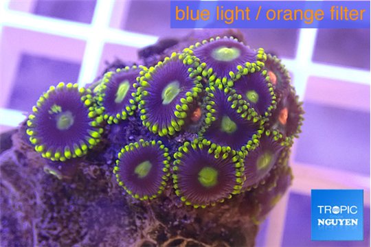 Zoanthus magician blue 2-3 cm WYSIWYG acclimaté