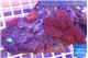 Discosoma red 5-6 polyps WYSIWYG acclimaté