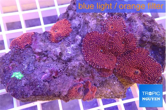 Discosoma red 5-6 polyps WYSIWYG acclimaté