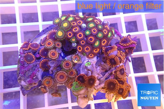 Zoanthus premium mixed color 5-7 cm WYSIWYG acclimaté