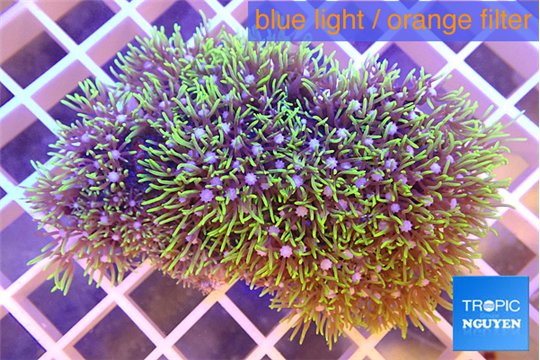 Pachyclavularia green 4-6 cm WYSIWYG acclimaté