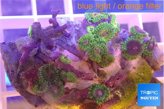 Zoanthus fijii premium 3-5 m WYSIWYG acclimaté