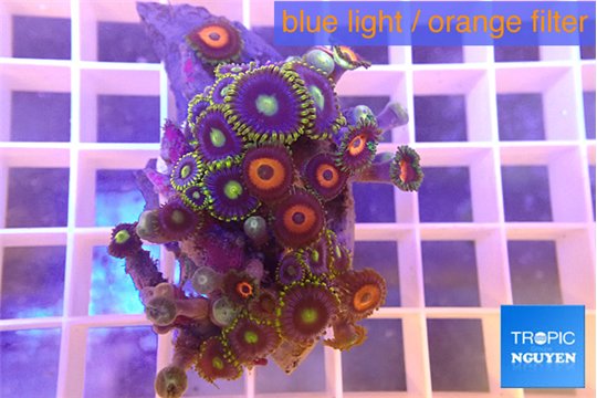 Zoanthus premium mixed color 3-4 cm WYSIWYG acclimaté